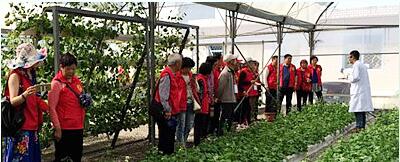 蔬菜種子，幾百萬種植戶的選擇