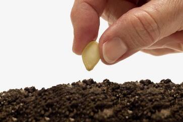 蔬菜種子栽培技術(shù)-<b>夏天播種、栽培注意事項(xiàng)</b>