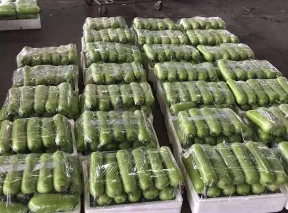 蔬菜種子種植戶客戶點(diǎn)評(píng)-上市早，價(jià)格好！我連續(xù)種了三年，滿意！