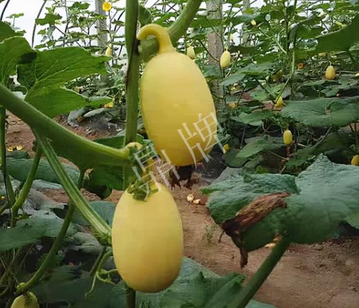 蔬菜種子種植戶客戶點(diǎn)評(píng)-上市了，14元/公斤。河南客戶發(fā)來…