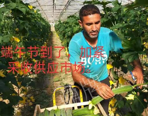 蔬菜種子種植戶客戶點評-羨慕！每公斤24元，“優(yōu)比1號”在法國的表現(xiàn)…