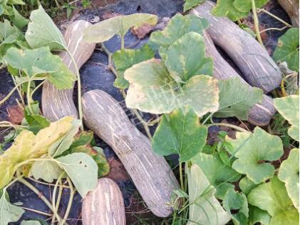 蔬菜種子種植戶客戶點評-了解它，就能種好它，獲得更高收入?。?！