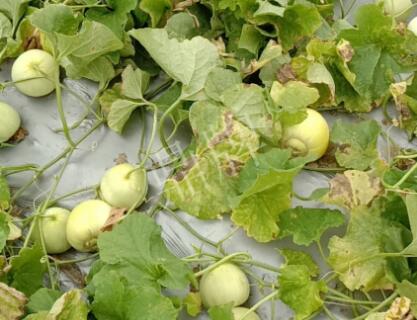 蔬菜種子種植戶客戶點(diǎn)評(píng)-低溫寡照的天氣，它仍然優(yōu)秀！