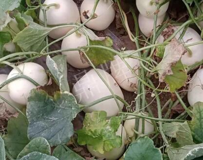 蔬菜種子種植戶客戶點(diǎn)評(píng)-“甜，真甜，真是甜！”