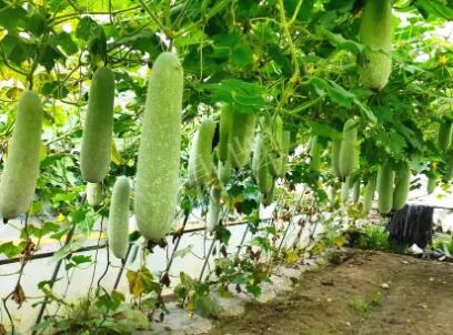 蔬菜種子種植戶客戶點(diǎn)評(píng)-我種的冬瓜，肉緊味甜，按個(gè)賣！