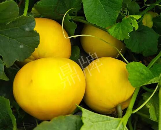 蔬菜種子種植戶客戶點評-純賺50萬，我這個“張大膽”榮光了一把！