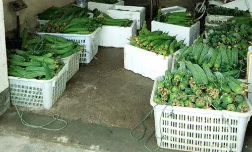 優(yōu)秀絲瓜作品展播，請(qǐng)為菜農(nóng)劉健平夫婦點(diǎn)贊