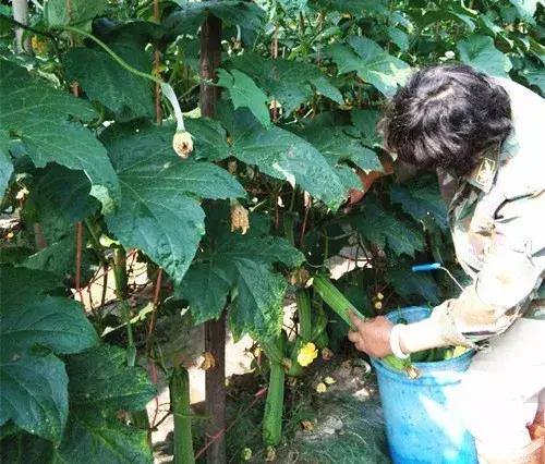 優(yōu)秀絲瓜作品展播，請(qǐng)為菜農(nóng)劉健平夫婦點(diǎn)贊