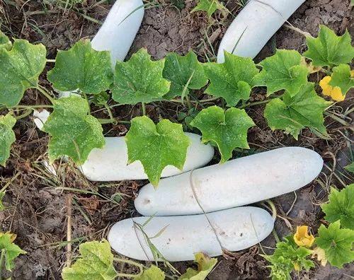 您種植過“堆堆瓜”嗎？看一看，地上全是瓜！一睹芳容