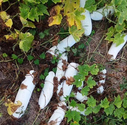 您種植過“堆堆瓜”嗎？看一看，地上全是瓜！一睹芳容