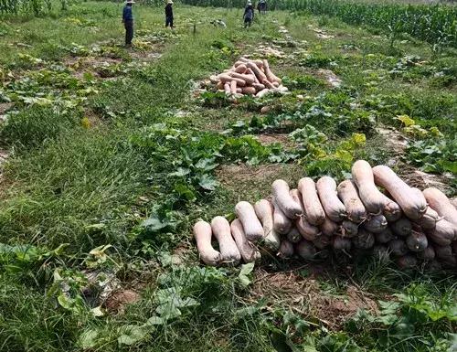 種南瓜竟然種出“麻煩”了，瓜販搶購，電視臺記者也趕來了