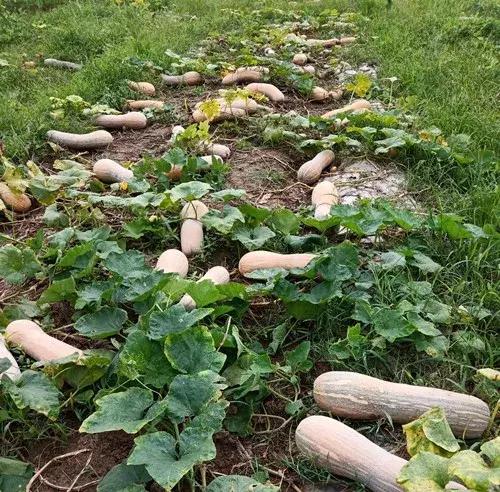 種南瓜竟然種出“麻煩”了，瓜販搶購，電視臺記者也趕來了