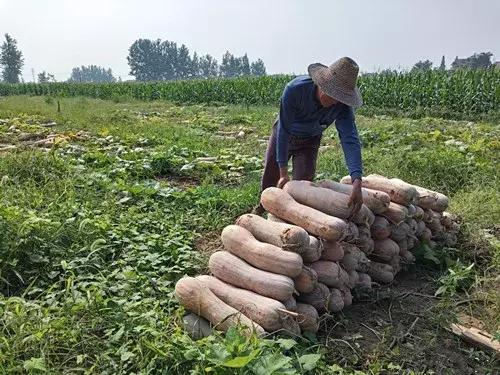 種南瓜竟然種出“麻煩”了，瓜販搶購，電視臺記者也趕來了