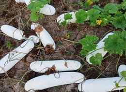 蔬菜種子種植戶客戶點評-您種植過“堆堆瓜”嗎？看一看，地上全是瓜！一睹芳容！