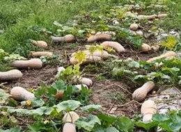 蔬菜種子種植戶客戶點評-周小為種植的健美蜜本又被報銷了，連電視臺記者也趕來了！