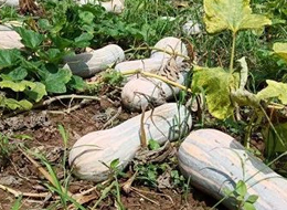 蔬菜種子種植戶客戶點(diǎn)評(píng)-一袋種子100粒，輕松賺回3000元...