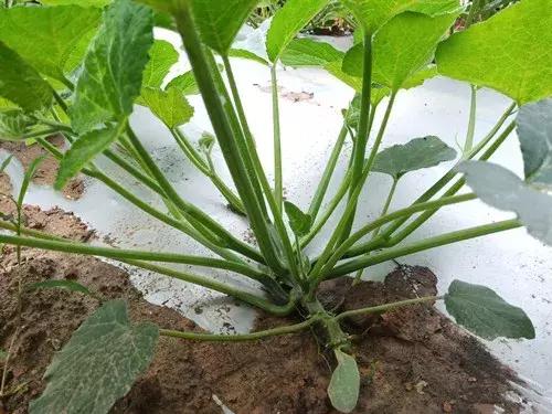 菜農(nóng)種植無需噴農(nóng)藥的蔬菜，不僅栽培簡單、而且效益高