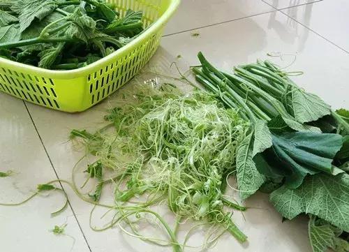 菜農(nóng)種植無需噴農(nóng)藥的蔬菜，不僅栽培簡單、而且效益高