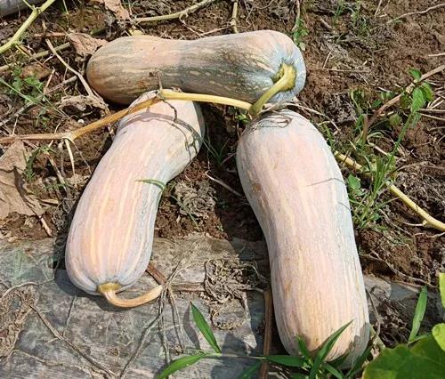 蔬菜種子栽培技術(shù)-“健美蜜本”南瓜7問？