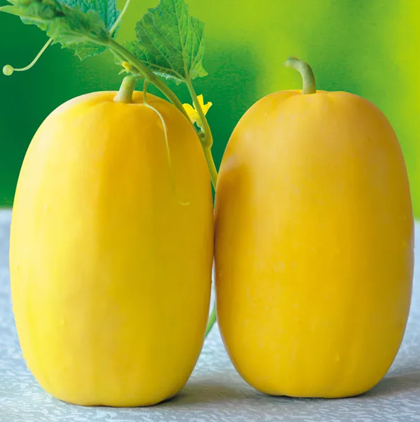 雇工難、成本高，想種甜瓜怎么辦？