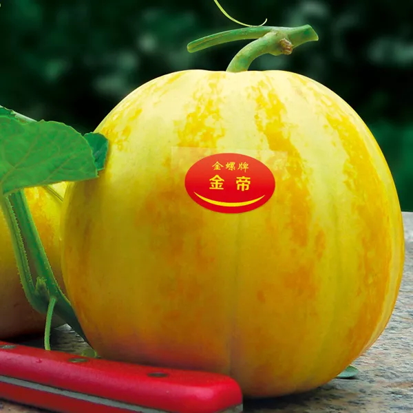 薄皮甜瓜，哪個品種最好呢？畝產(chǎn)高達(dá)10萬，附4種市場爆款品種