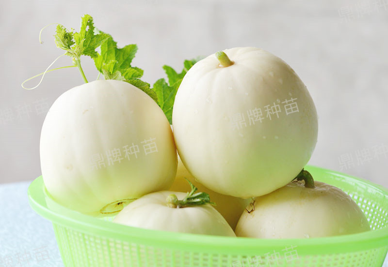 就這4個(gè)薄皮甜瓜，畝產(chǎn)萬斤很輕松，瓜果菜農(nóng)搶著種植