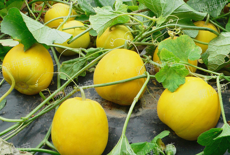 就這4個(gè)薄皮甜瓜，畝產(chǎn)萬斤很輕松，瓜果菜農(nóng)搶著種植