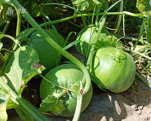 就這4個(gè)薄皮甜瓜，畝產(chǎn)萬斤很輕松，瓜果菜農(nóng)搶著種植