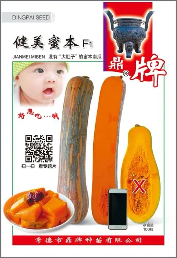 3元1斤的健美蜜本南瓜快成熟了，緬甸種植戶發(fā)來圖片與視頻