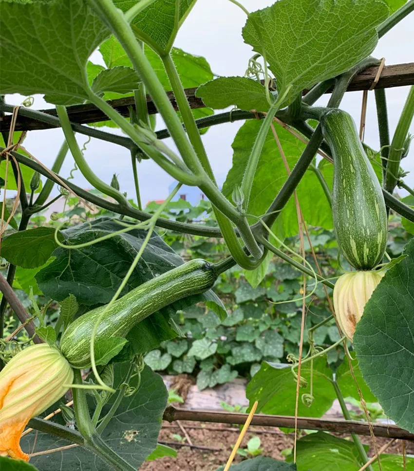 3元1斤的健美蜜本南瓜快成熟了，緬甸種植戶發(fā)來圖片與視頻