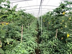 蔬菜種子種植戶客戶點(diǎn)評(píng)-這個(gè)品種，結(jié)瓜太夸張了！太恐怖了！