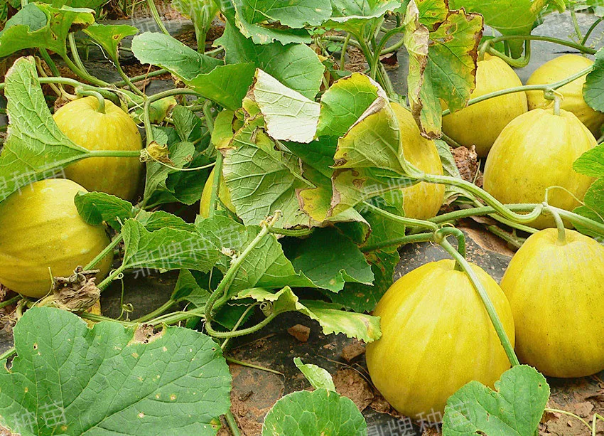 高溫季節(jié)種植甜瓜，什么品種最好？這個(gè)品種是秋季上市的專(zhuān)用品種