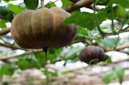 知道最甜最面的南瓜品種嗎？盤(pán)點(diǎn)十種有營(yíng)養(yǎng)的甜面南瓜...