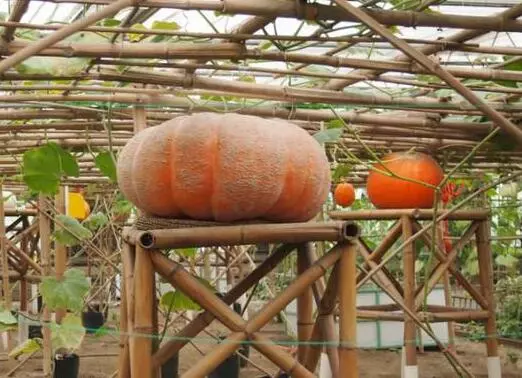 知道最甜最面的南瓜品種嗎？盤(pán)點(diǎn)十種有營(yíng)養(yǎng)的甜面南瓜...