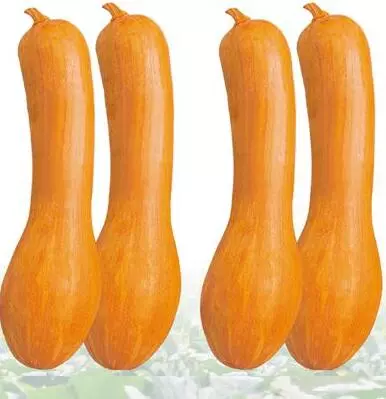 知道最甜最面的南瓜品種嗎？盤(pán)點(diǎn)十種有營(yíng)養(yǎng)的甜面南瓜...