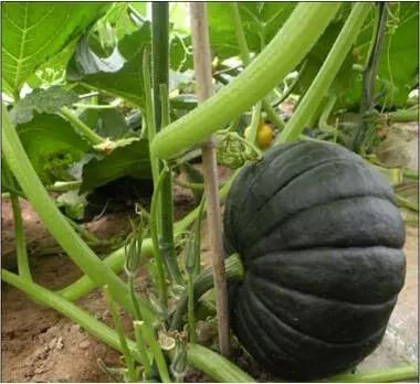 知道最甜最面的南瓜品種嗎？盤(pán)點(diǎn)十種有營(yíng)養(yǎng)的甜面南瓜...