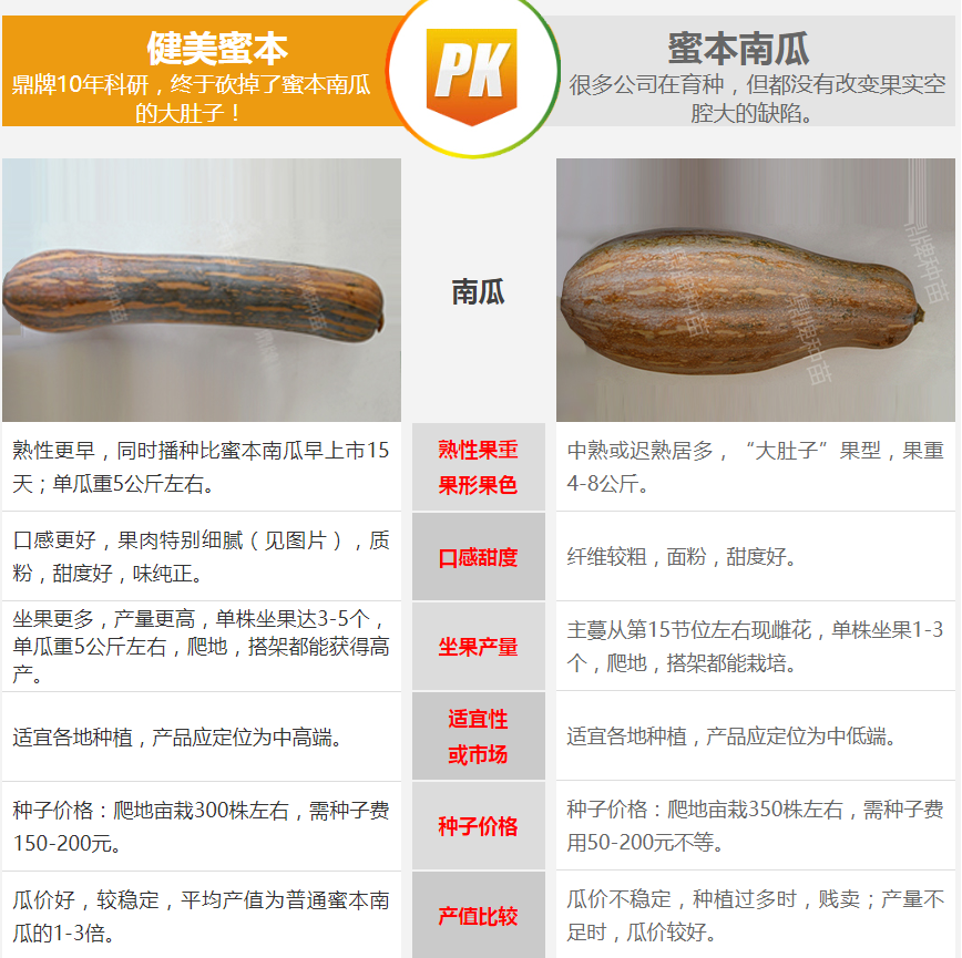生吃都好吃南瓜新品種，沒有大肚子，肉質(zhì)更密致，農(nóng)戶試種下