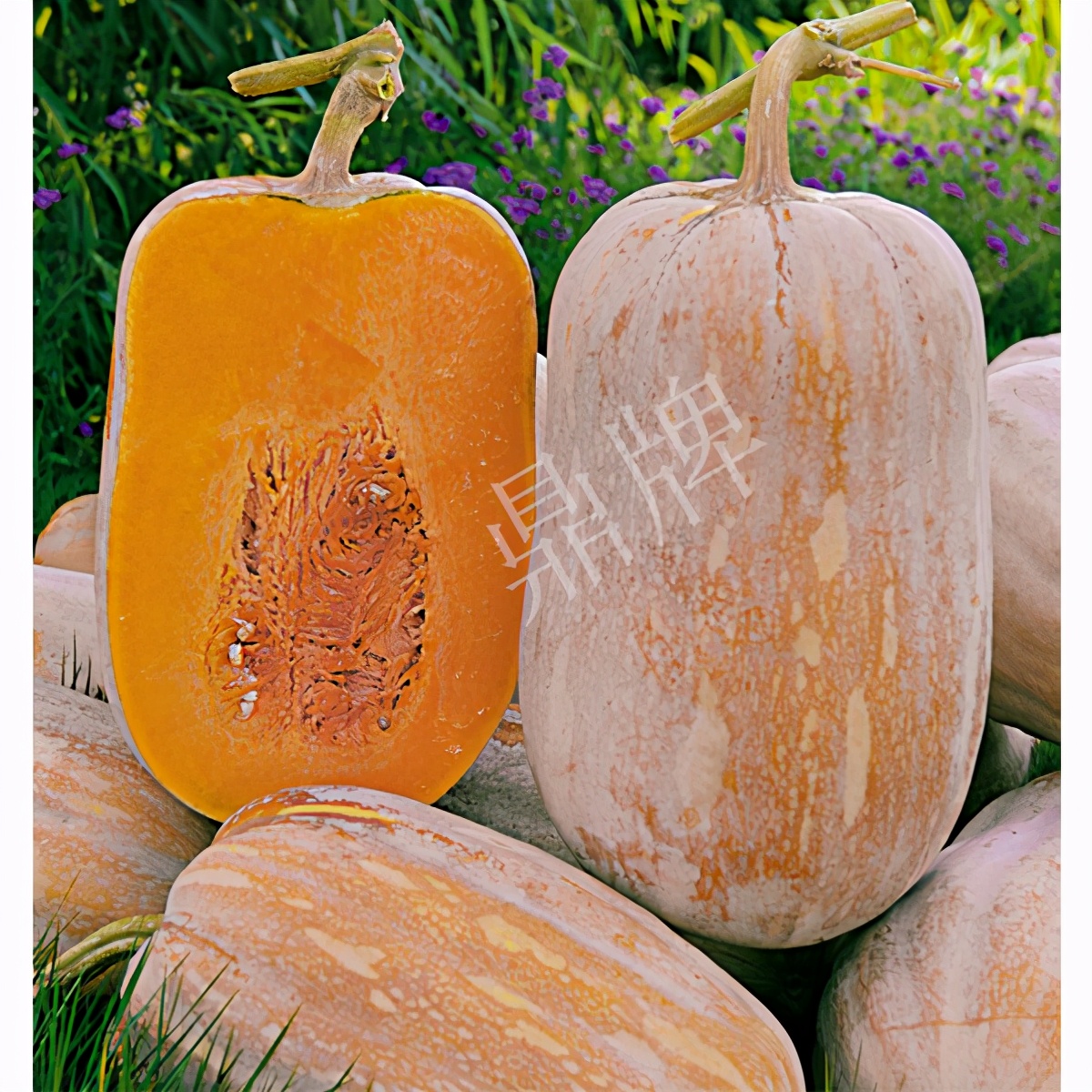 2020年，市面上的南瓜品種哪個口感最好、最甜、最值得種植？