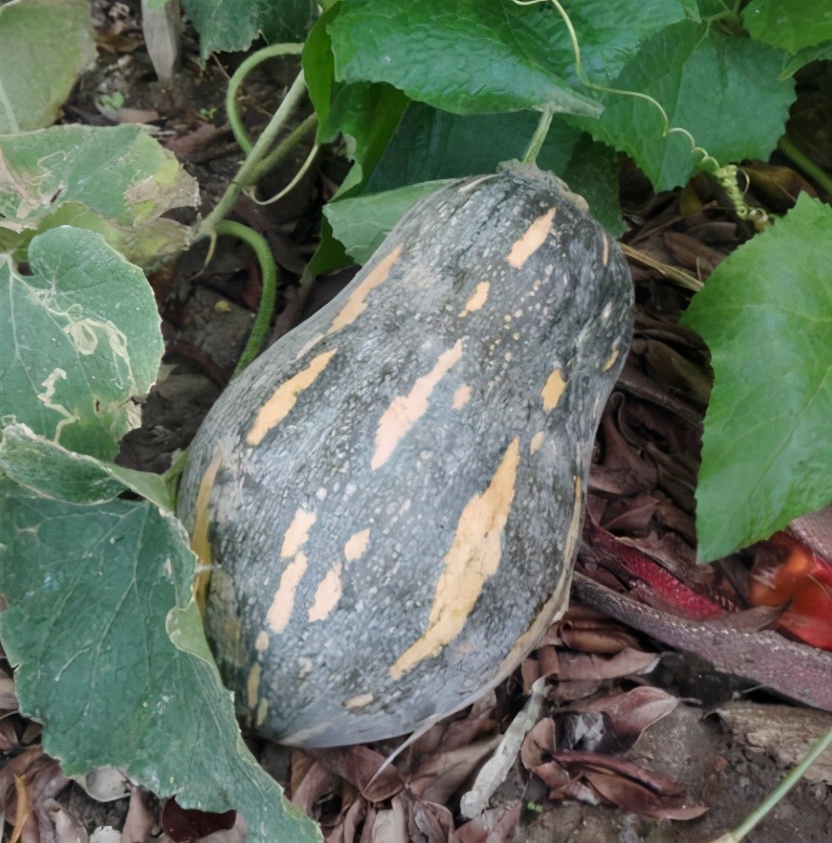 2020年，市面上的南瓜品種哪個口感最好、最甜、最值得種植？