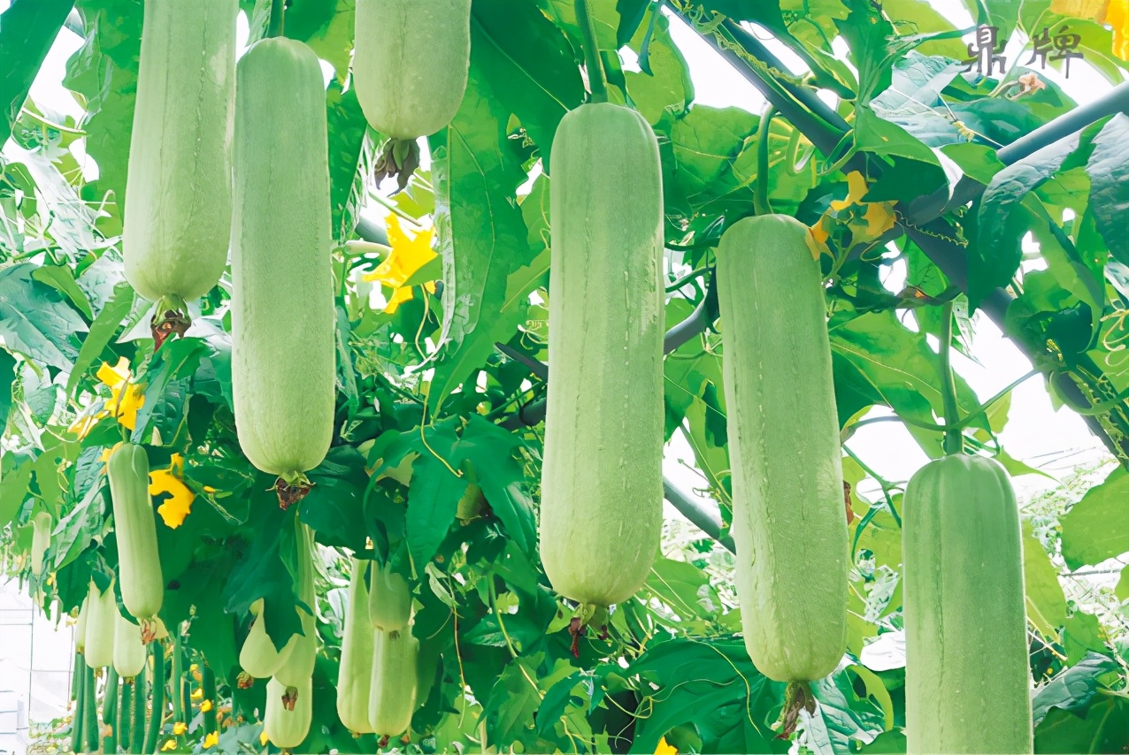 絲瓜新品種層不出窮，2021年，哪個絲瓜品種最值得種植？