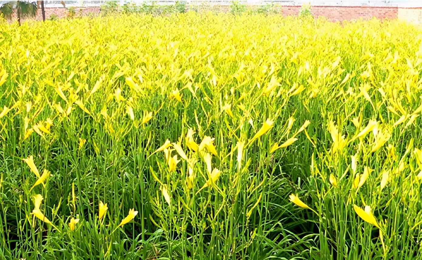 一斤接近20塊，原來它才是最火的國民蔬菜！全國都適種