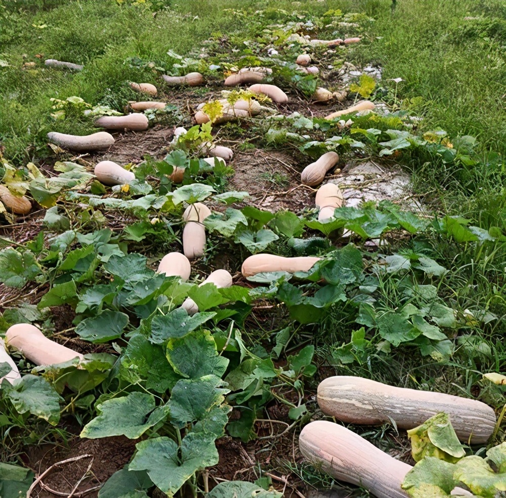 一位轉(zhuǎn)業(yè)后的特種兵，辦農(nóng)場種瓜菜，靠1個優(yōu)點，年賺200萬