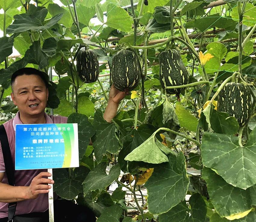 畝產(chǎn)6000公斤的南瓜上市，20年科研他就為打造1個(gè)爆款品種