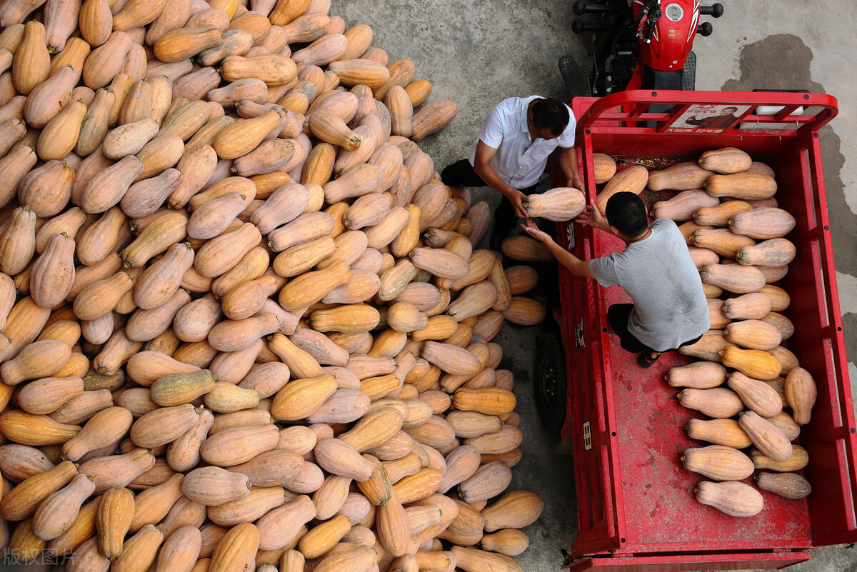 畝產(chǎn)6000公斤的南瓜上市，20年科研他就為打造1個(gè)爆款品種