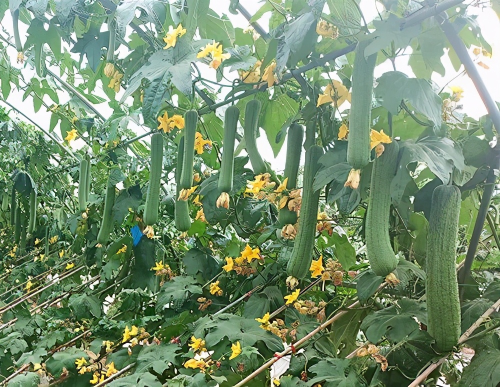 這個絲瓜畝產(chǎn)可達(dá)8000公斤，菜農(nóng)2021年致富的絲瓜品種