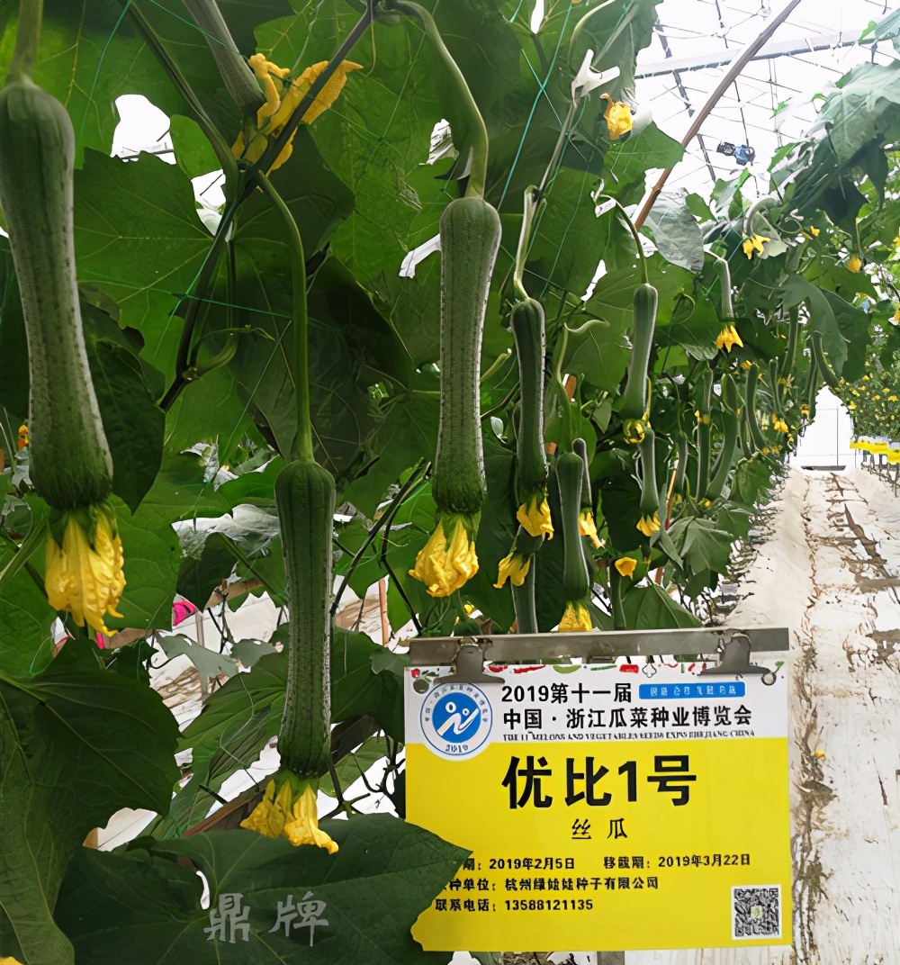 這個絲瓜畝產(chǎn)可達(dá)8000公斤，菜農(nóng)2021年致富的絲瓜品種