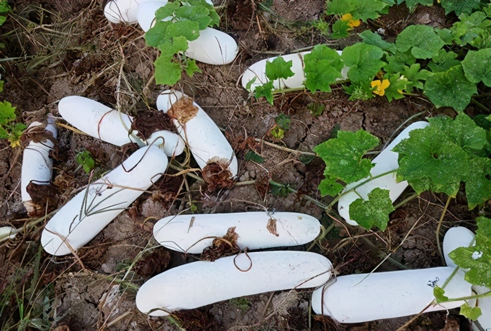 這個(gè)冬瓜品種放1年不壞，口感脆甜，多年科研就為打造這1個(gè)爆品