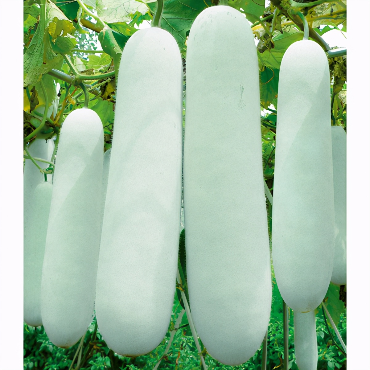 這個(gè)冬瓜品種放1年不壞，口感脆甜，多年科研就為打造這1個(gè)爆品