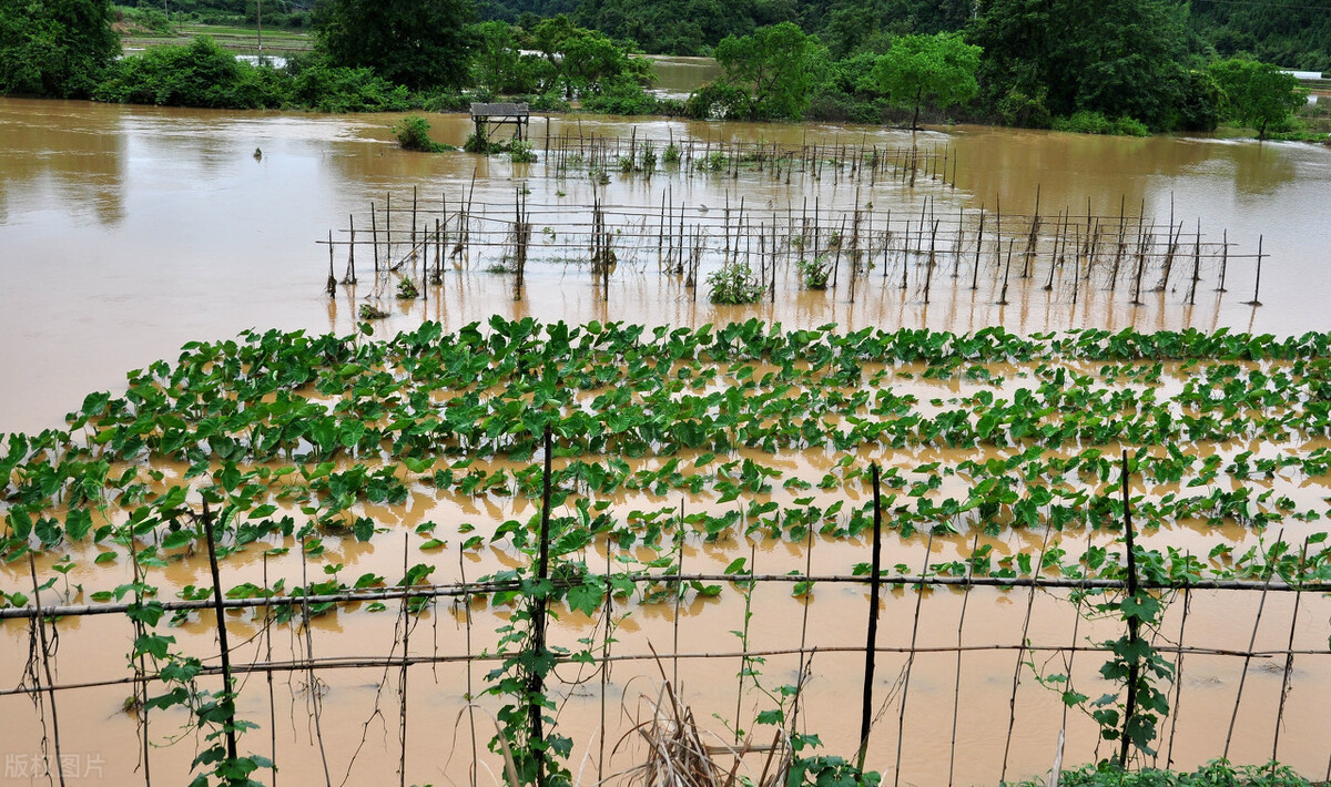 時(shí)隔三年，向錢蔥、姜你軍又來了，心動了嗎？來年你會換品種嗎？