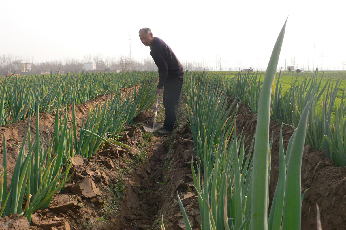 時(shí)隔三年，向錢蔥、姜你軍又來了，心動了嗎？來年你會換品種嗎？